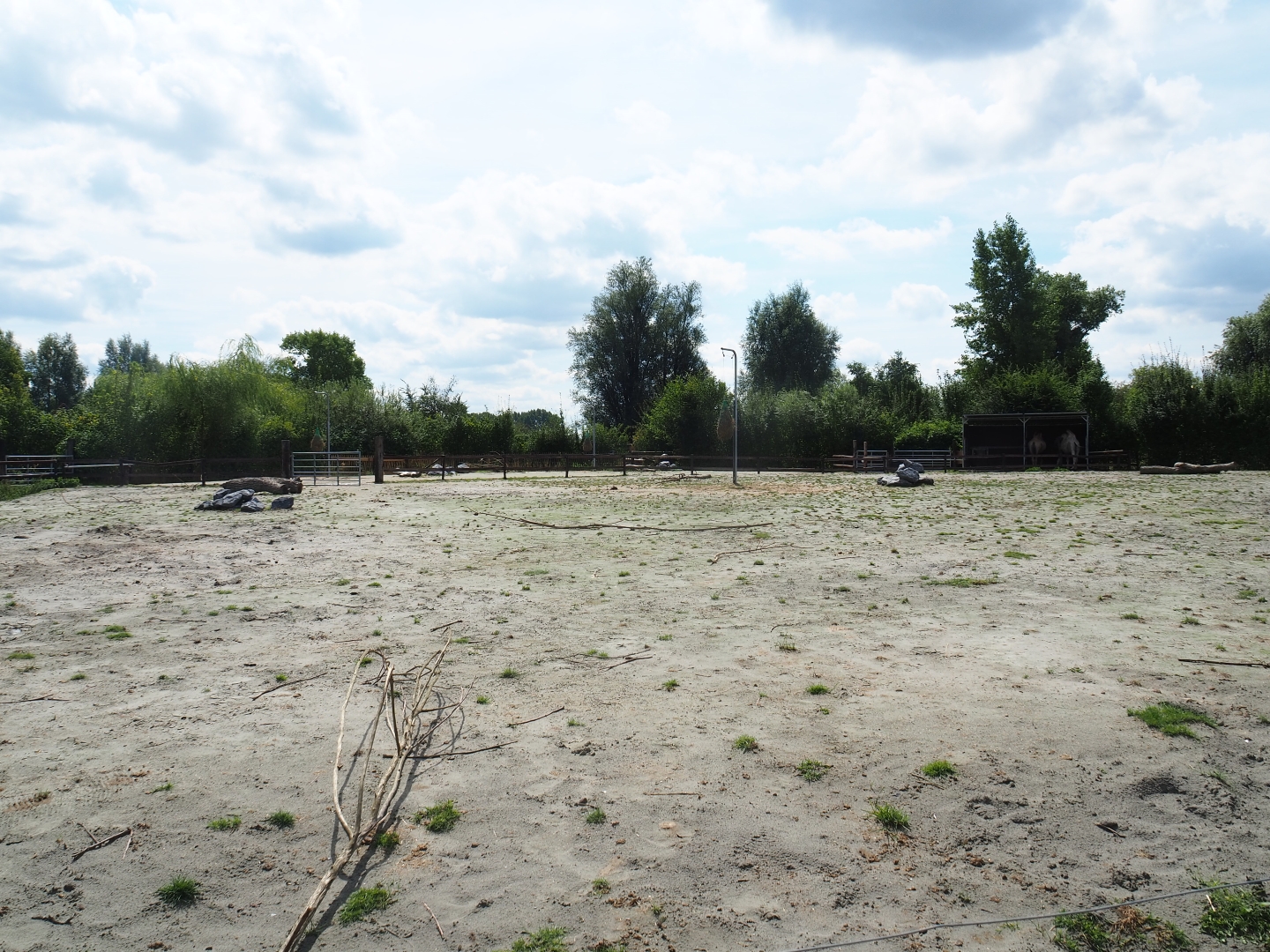 Bactrian camel paddock
