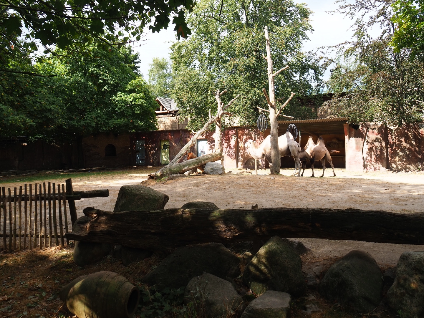 Bactrian camel paddock