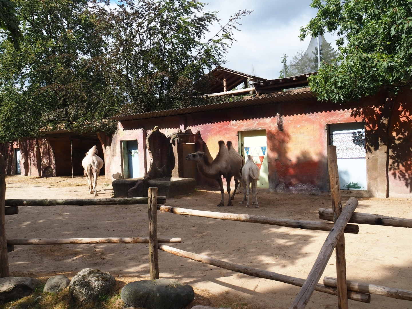Bactrian camel paddock