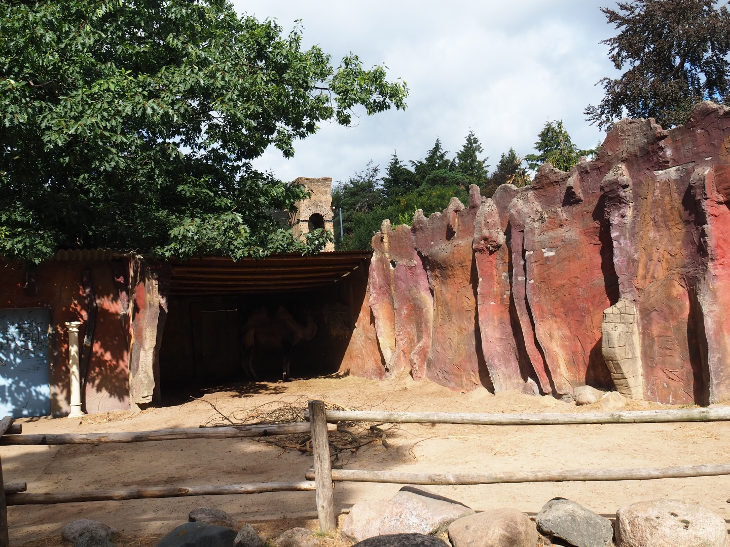 Bactrian camel paddock