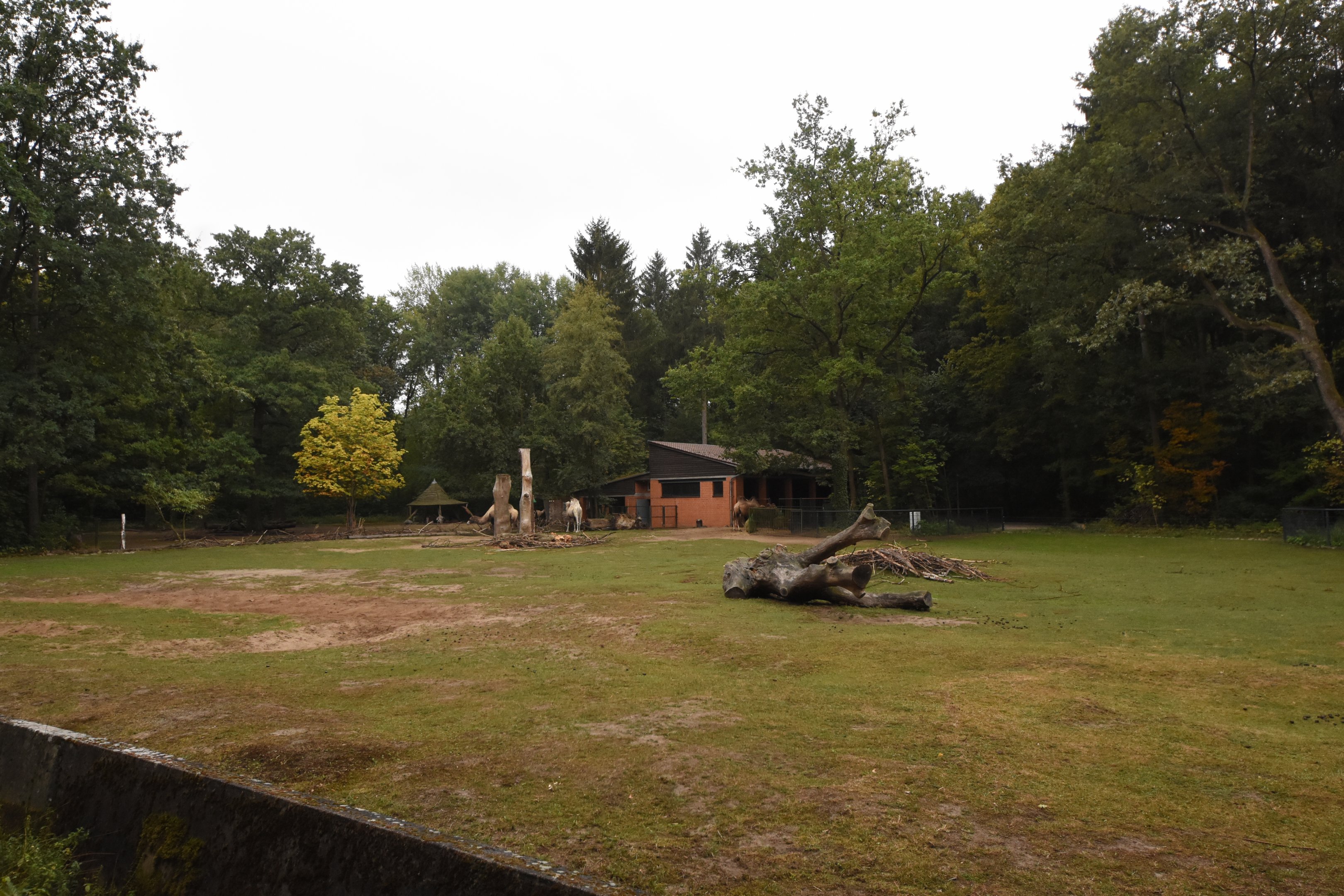 Bactrian camel paddock