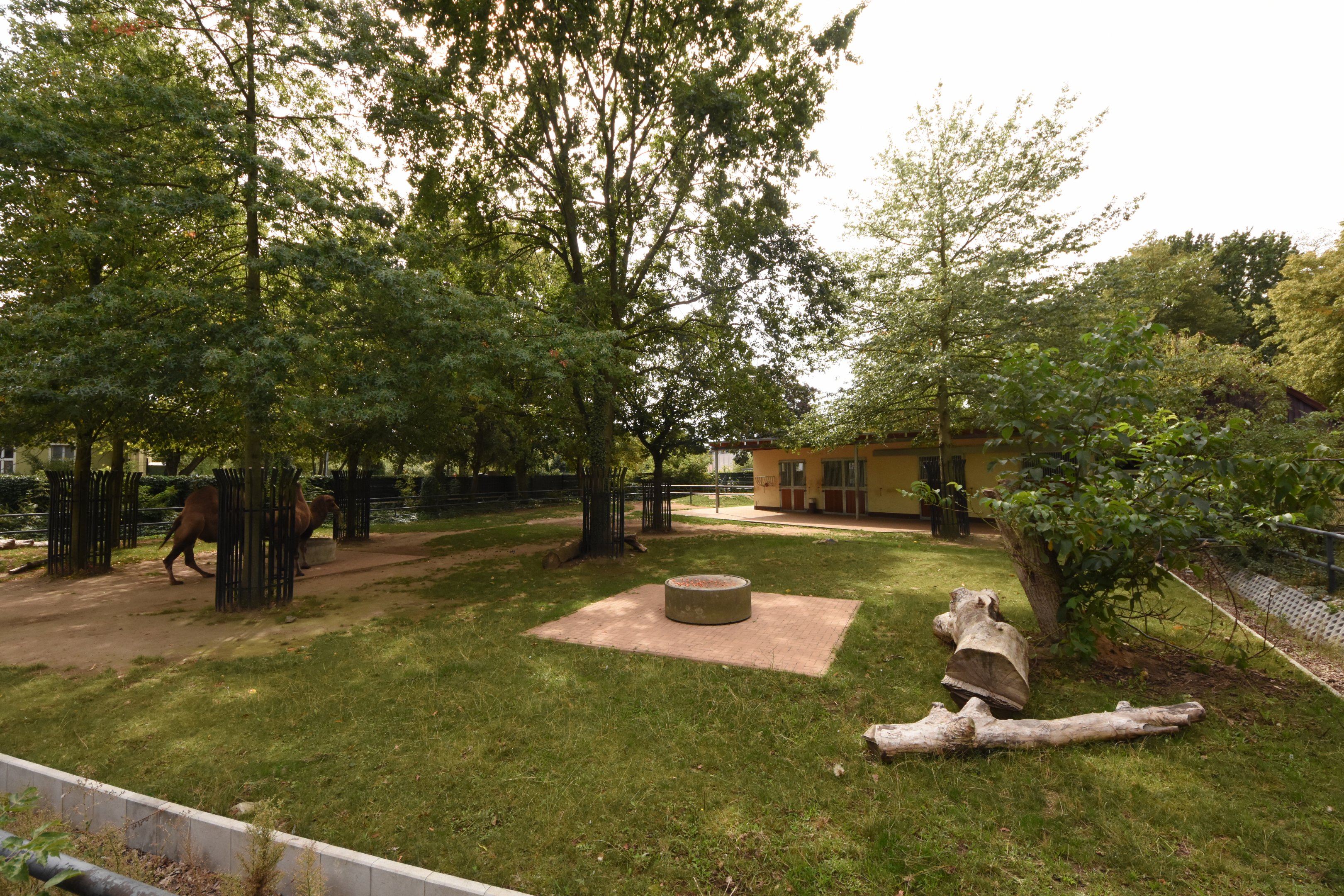 Bactrian camel paddock