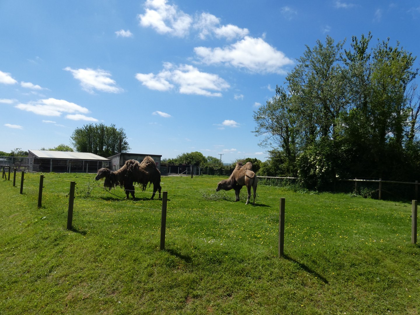 Bactrian camel paddock
