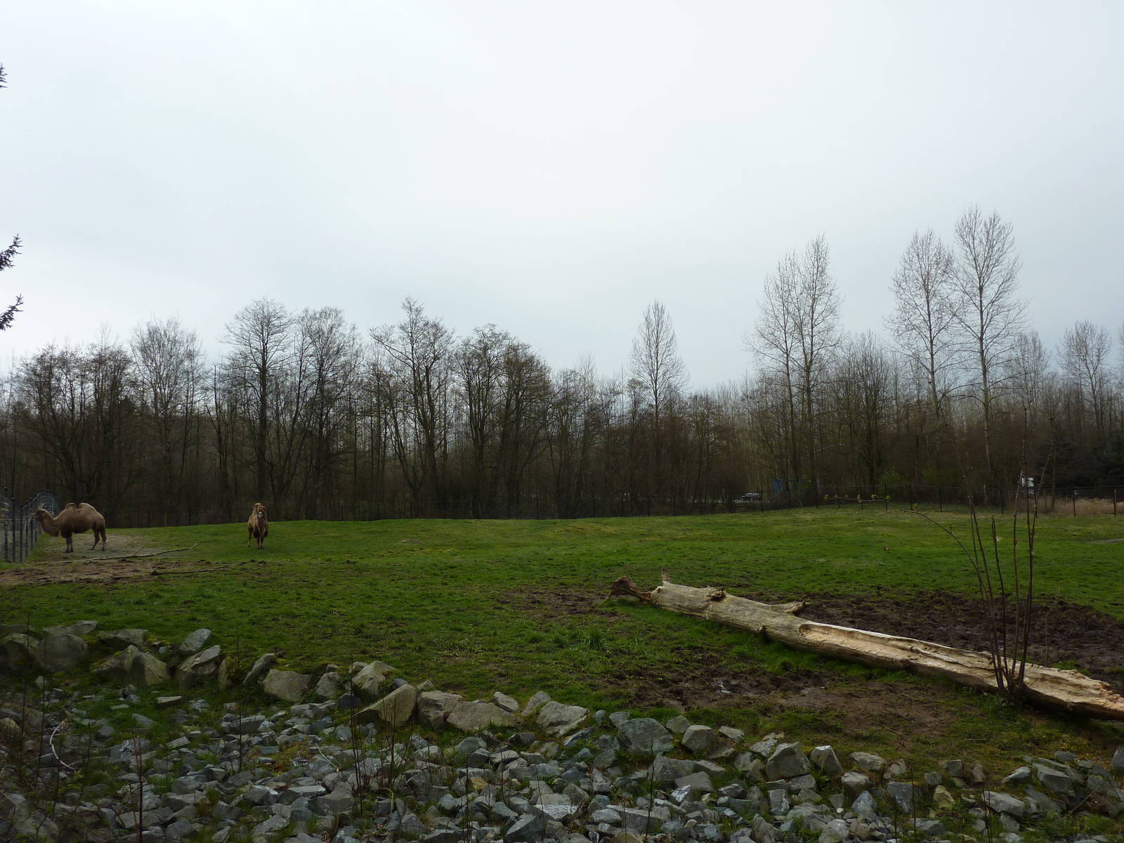 Bactrian Camel Paddock