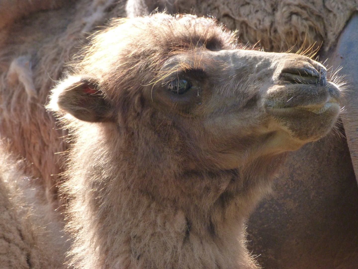 Bactrian camel -Parque de la Naturaleza de Cabárceno (2025)