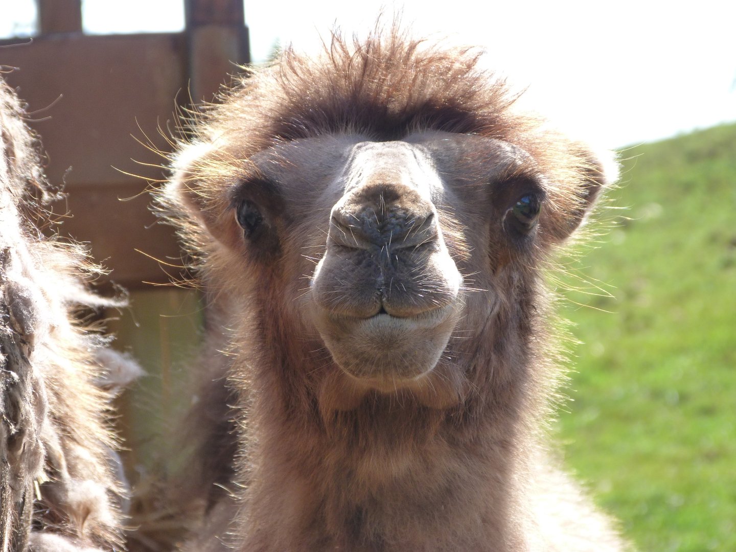 Bactrian camel -Parque de la Naturaleza de Cabárceno (2025)