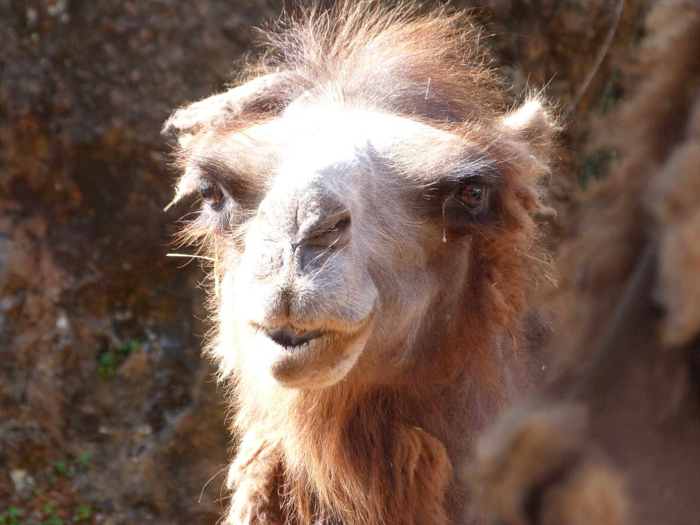 Bactrian camel -Parque de la Naturaleza de Cabárceno (2025)