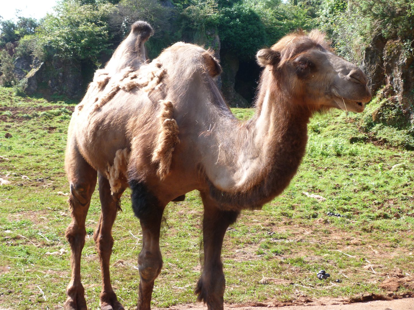 Bactrian camel -Parque de la Naturaleza de Cabárceno (2025)