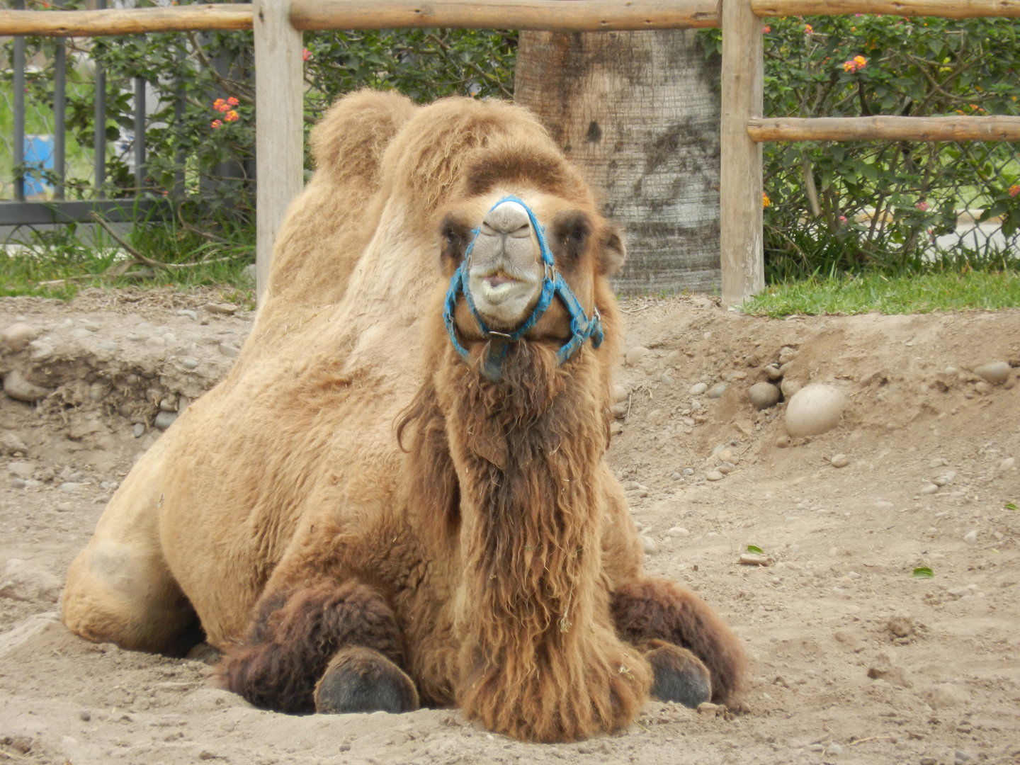 Bactrian camel - Parque de Las Leyendas
