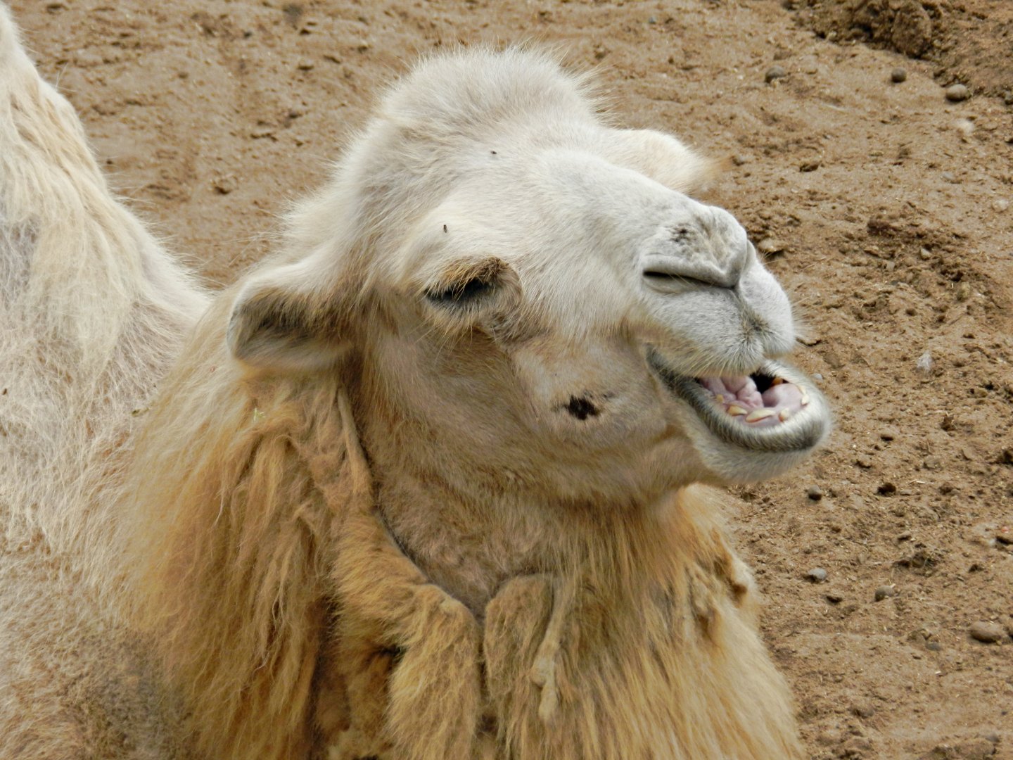 Bactrian camel - Parque Zoológico Huachipa