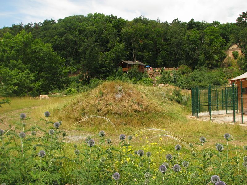 Bactrian camel pen and house