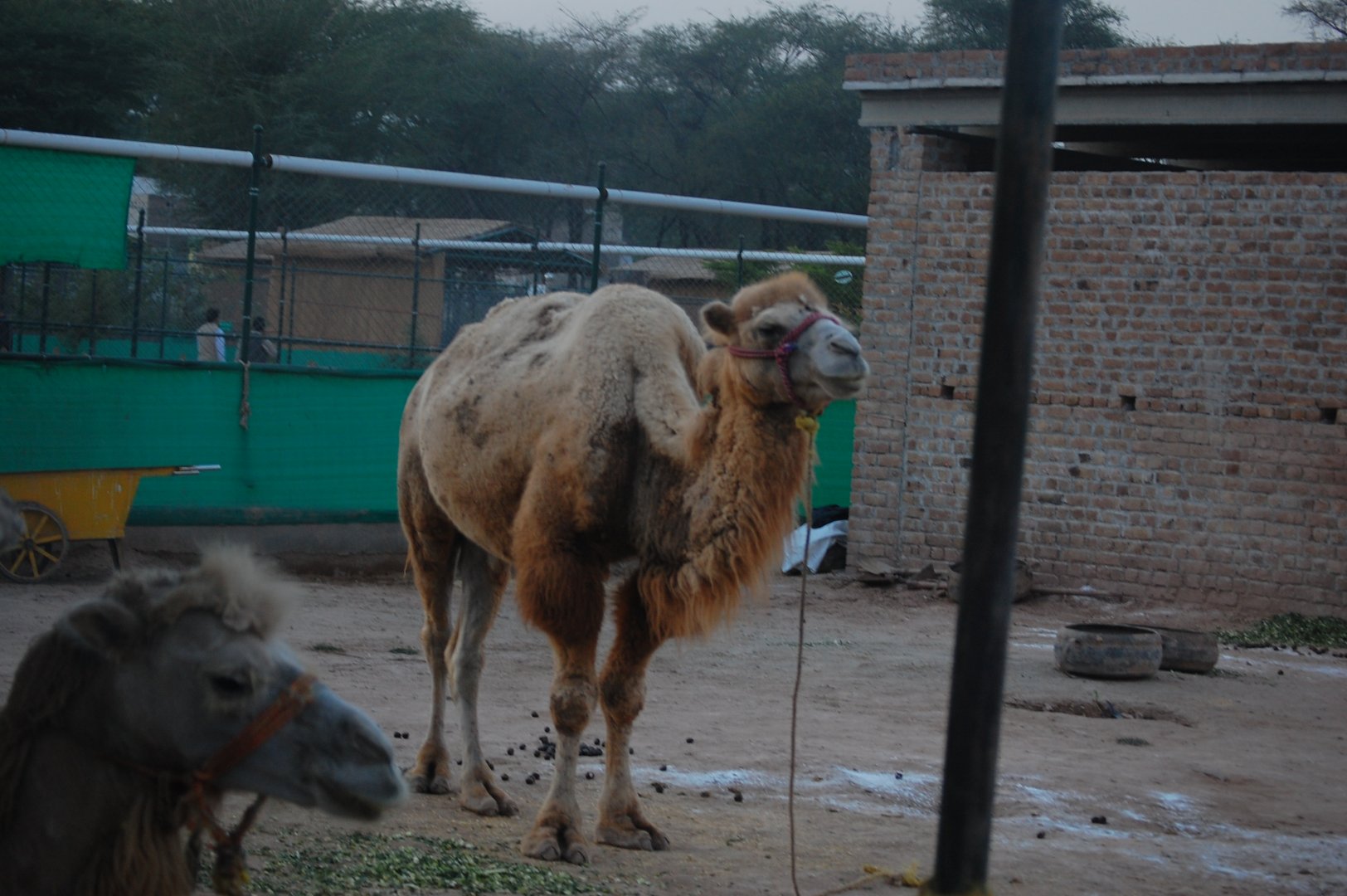 Bactrian camel - Peshawar Zoo 20/10/2018
