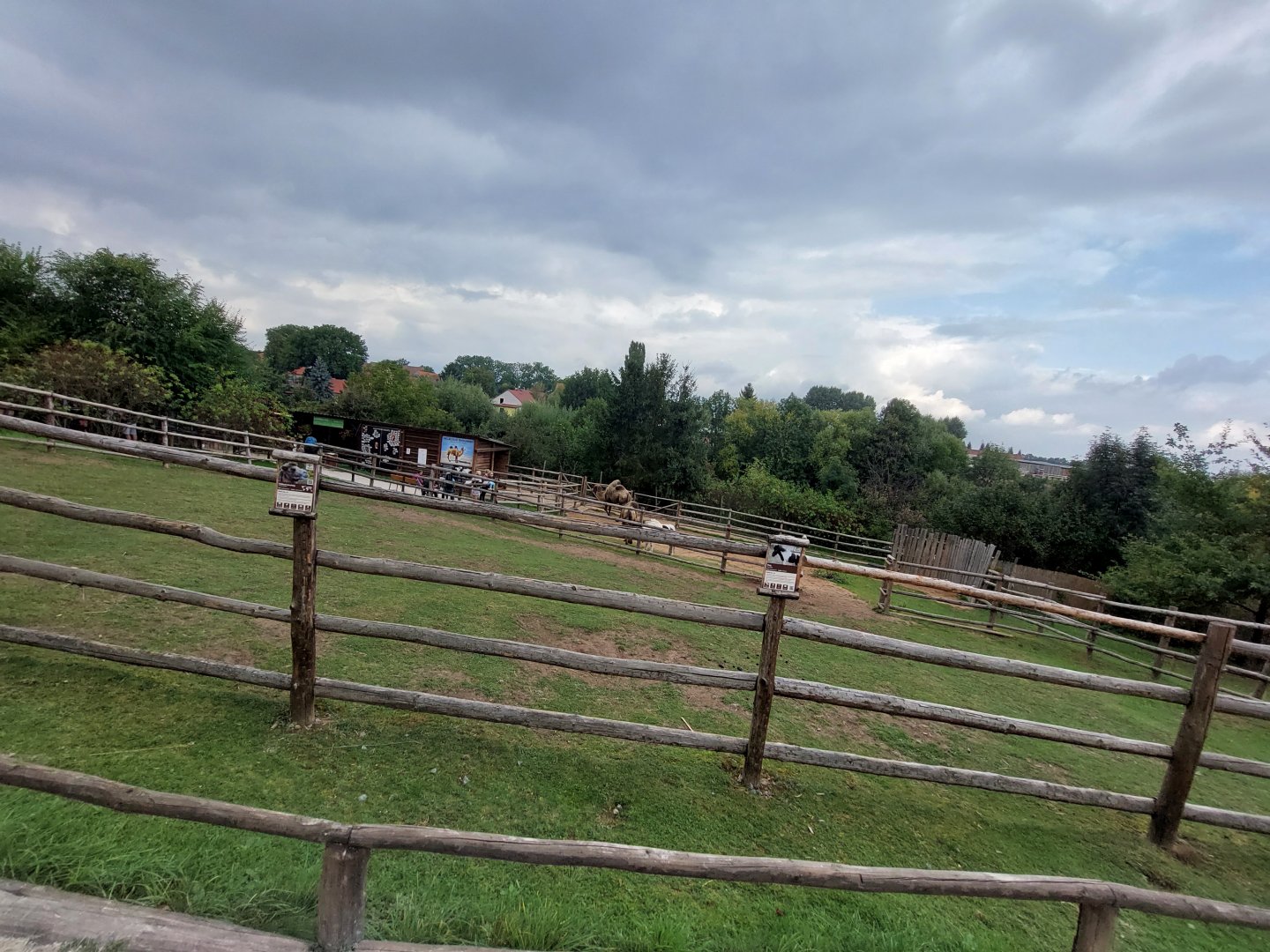 Bactrian camel + pony exhibit