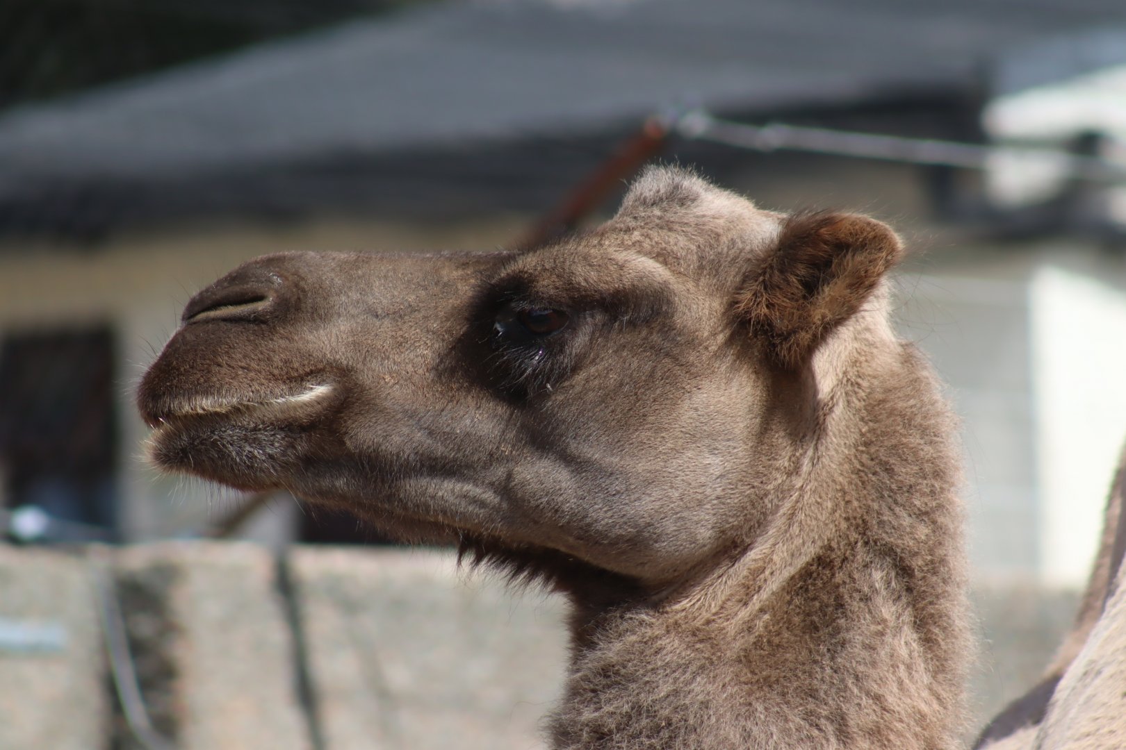 Bactrian Camel Portrait
