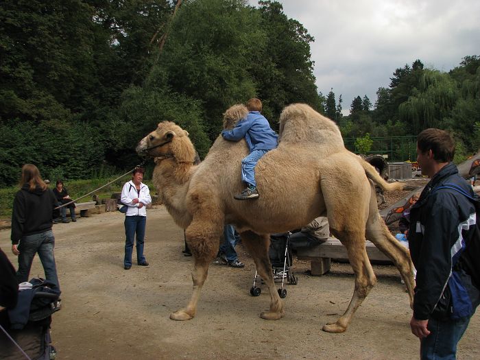 Bactrian camel riding