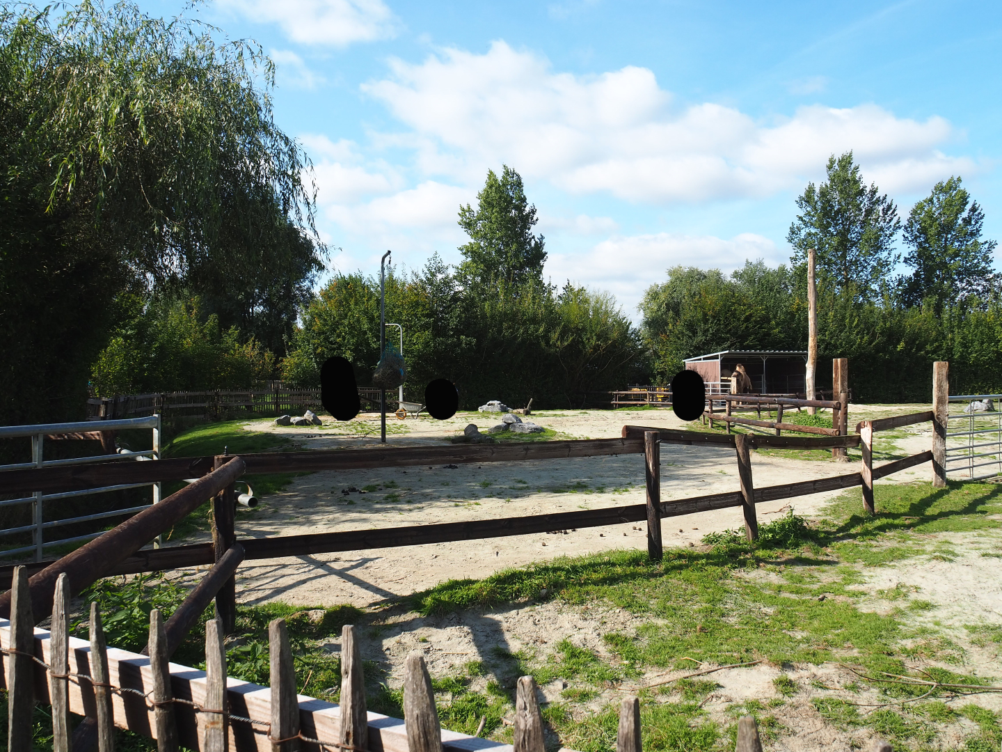 Bactrian camel separation paddock, 2020-09-12