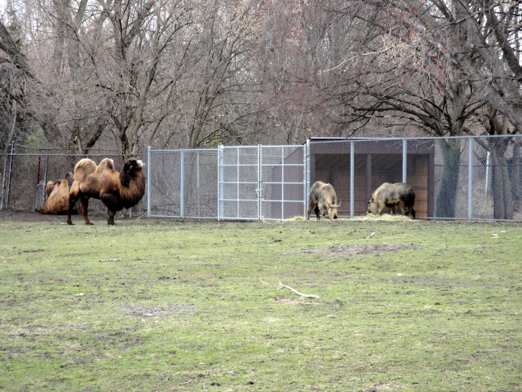 Bactrian Camel & Sichuan Takin