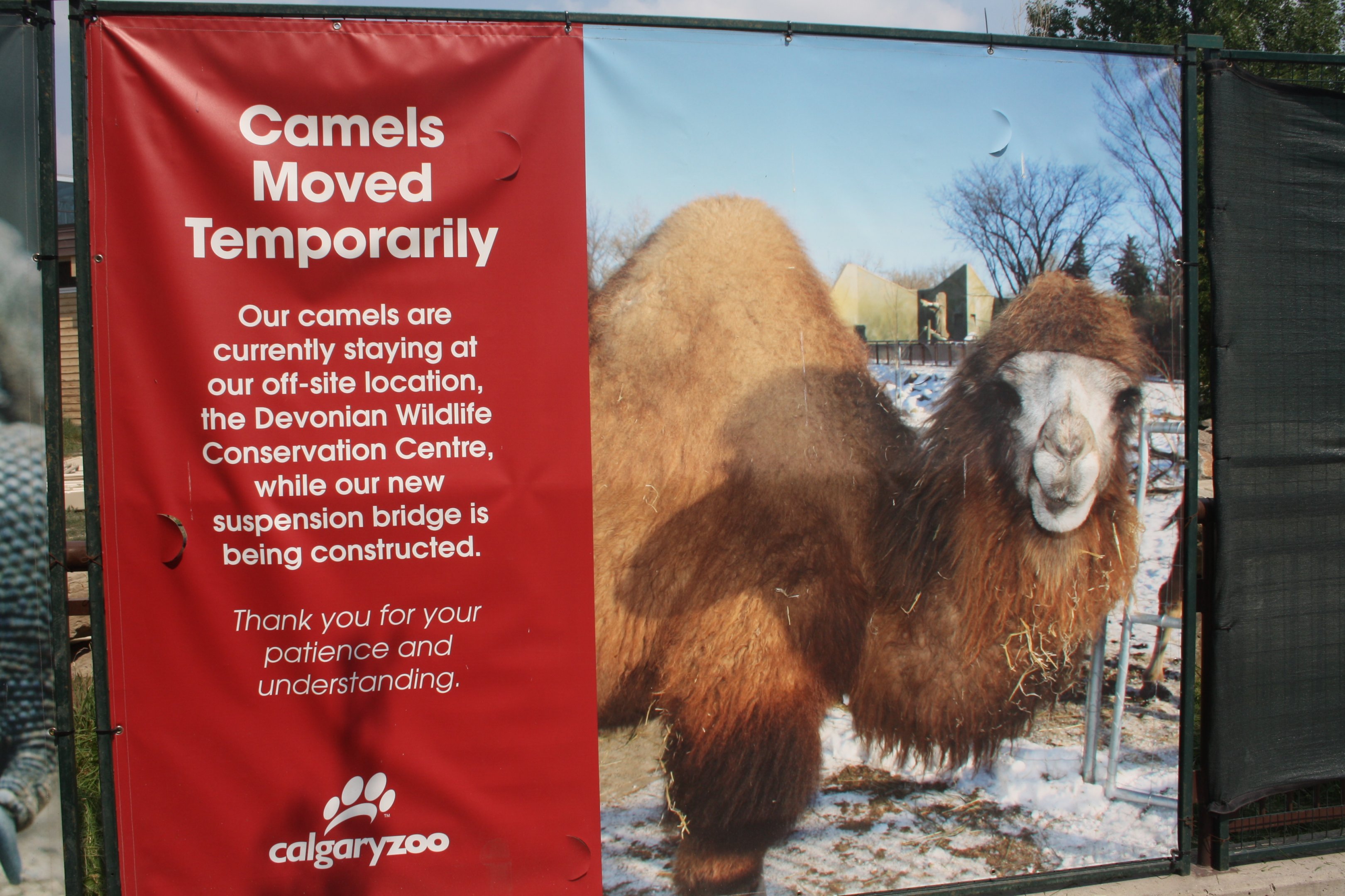 Bactrian Camel Sign (animals are returning in 2018)