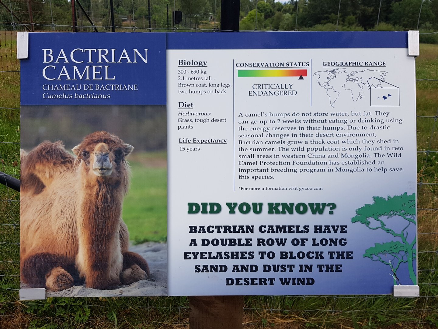 Bactrian Camel Sign