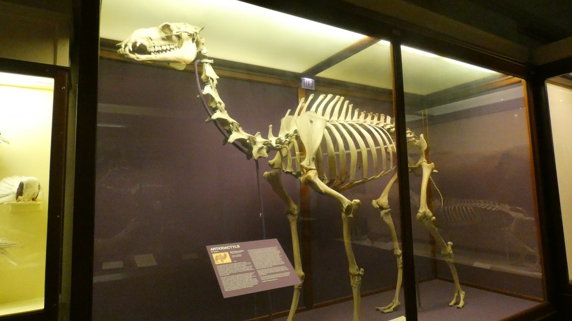 Bactrian Camel Skeletal Display, What is an Animal - Feb. 2022