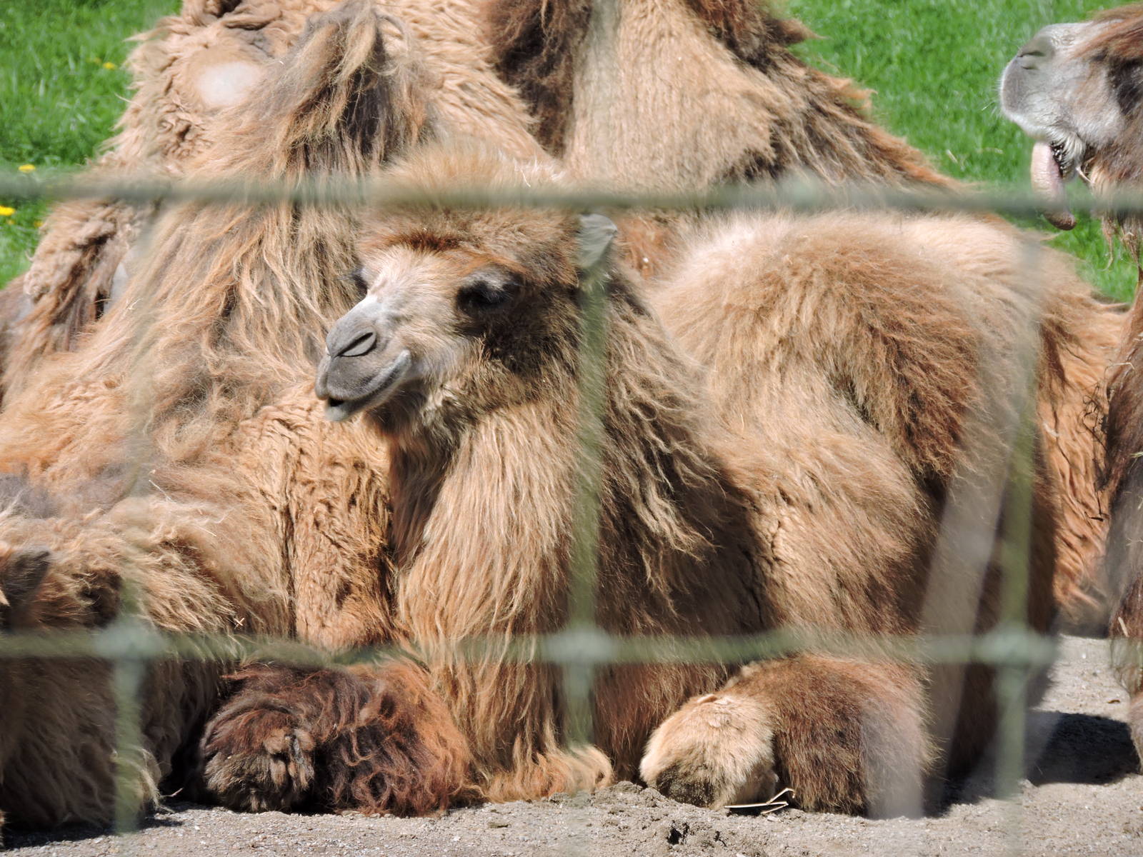 Bactrian Camel - Suria