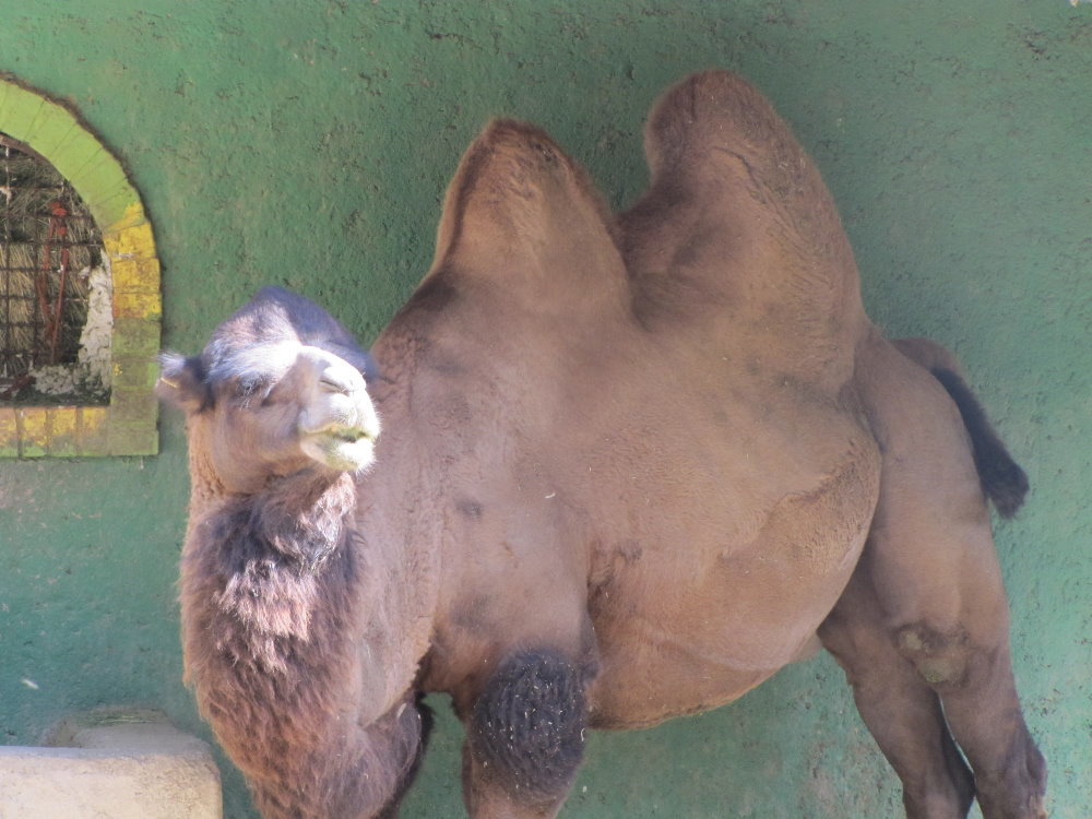 Bactrian Camel (tehran zoo)