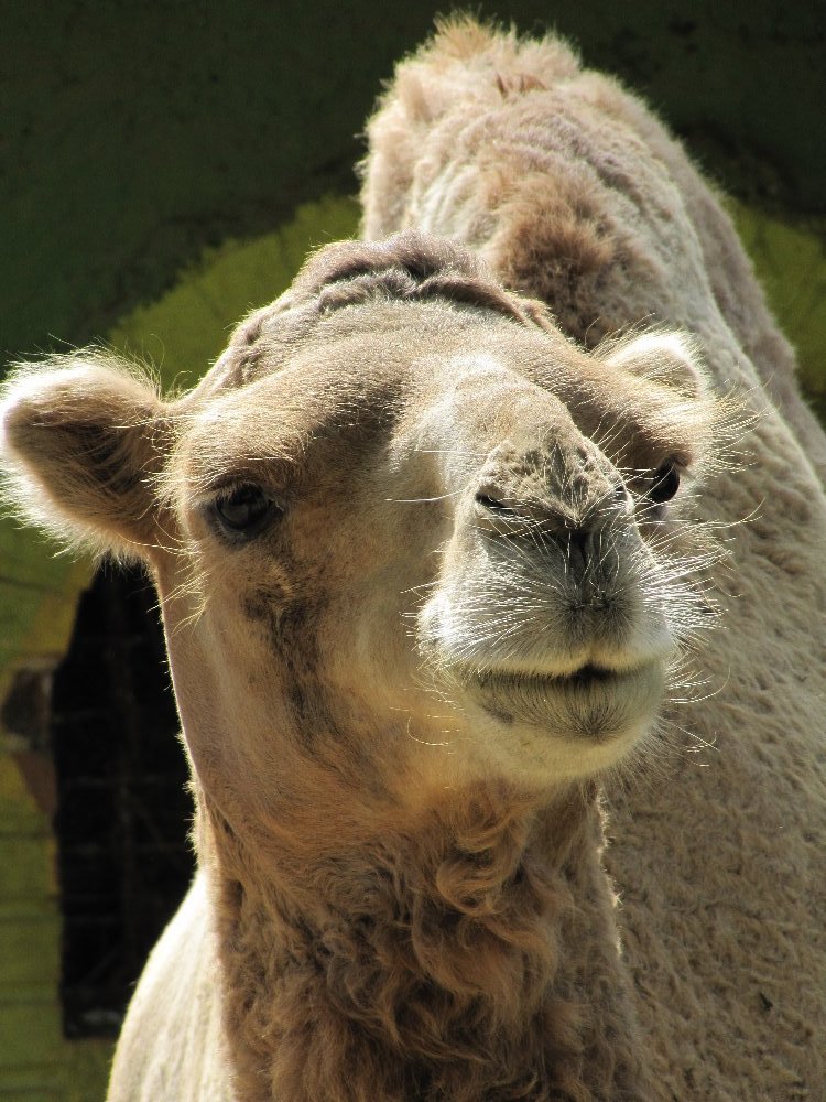 Bactrian Camel (tehran zoo)