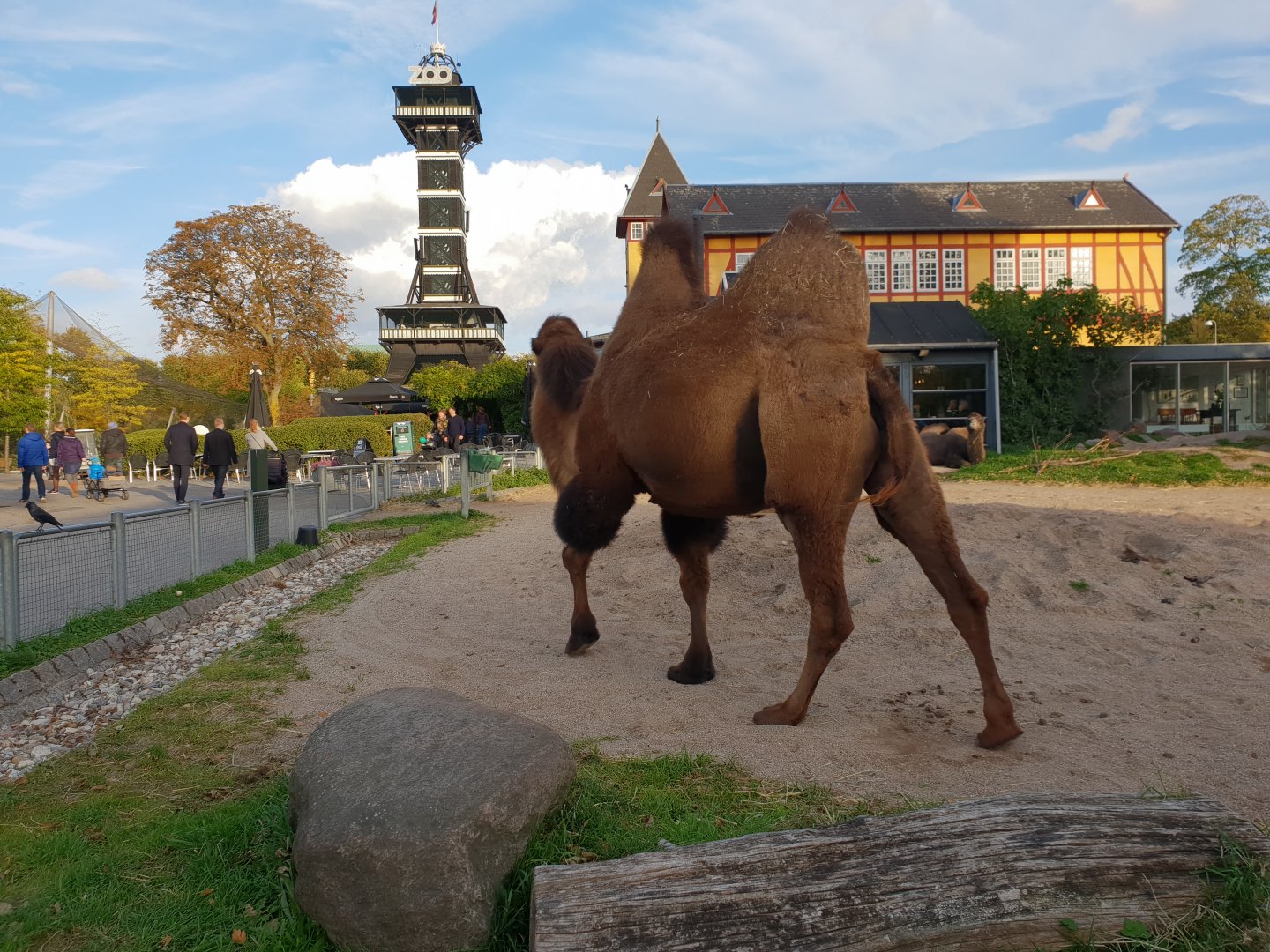 Bactrian Camel, The Tower