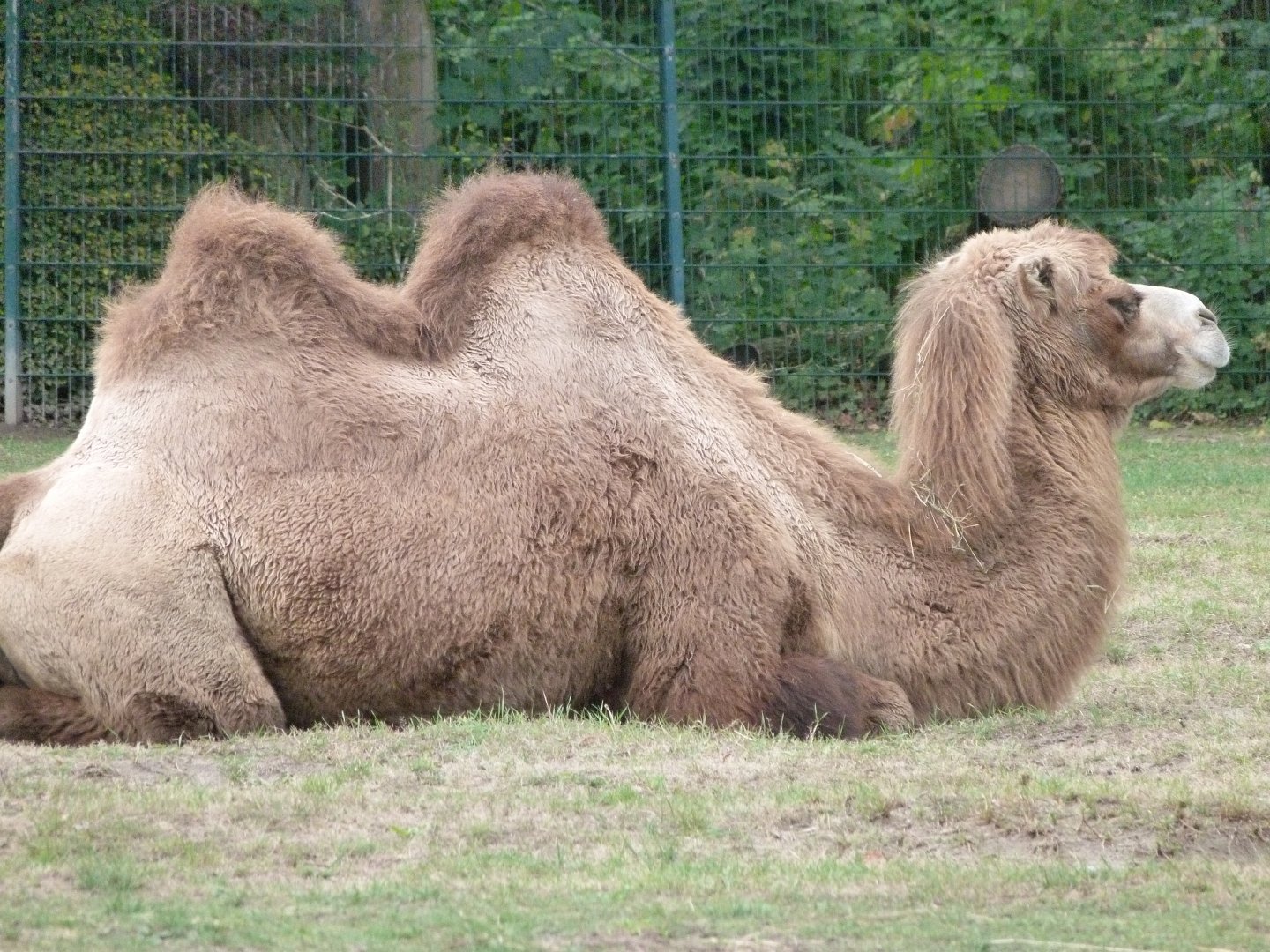 Bactrian camel -Tierpark Berlin (2024)