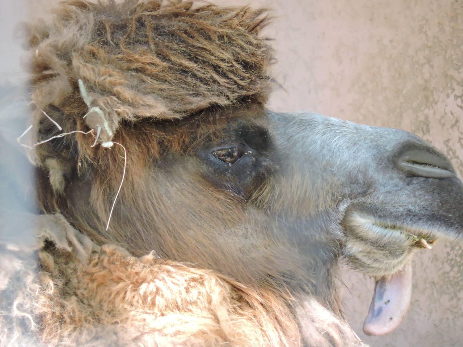 Bactrian Camel - Tilly