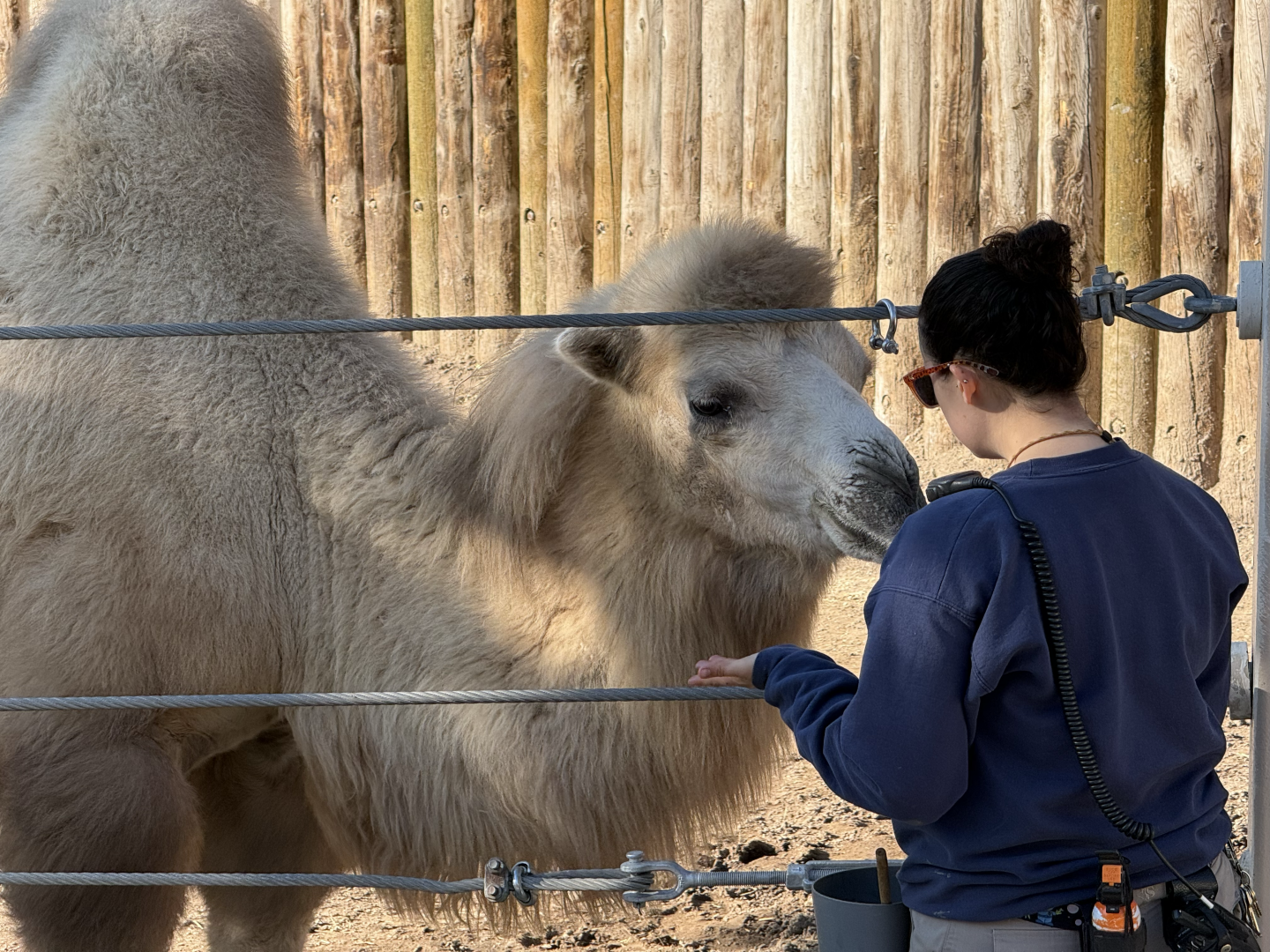 Bactrian Camel Training - West Yard - High Desert Oasis