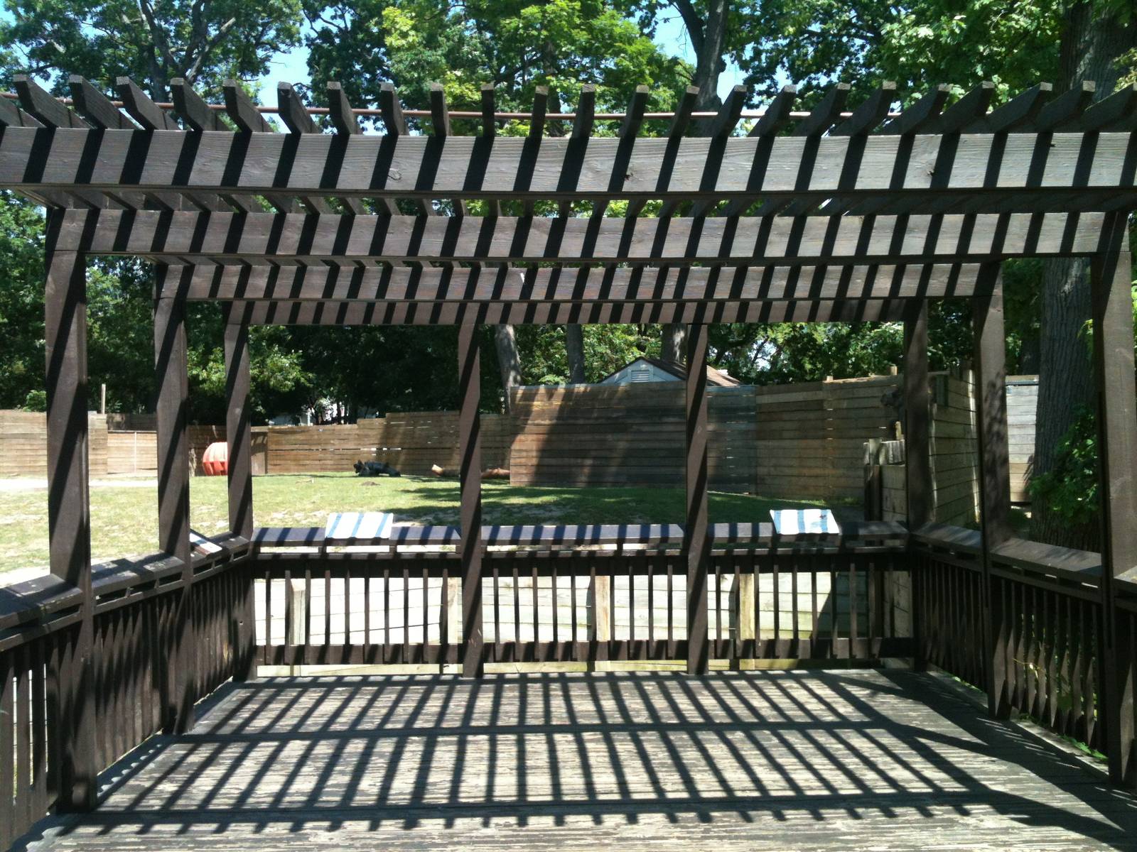 bactrian camel viewing deck