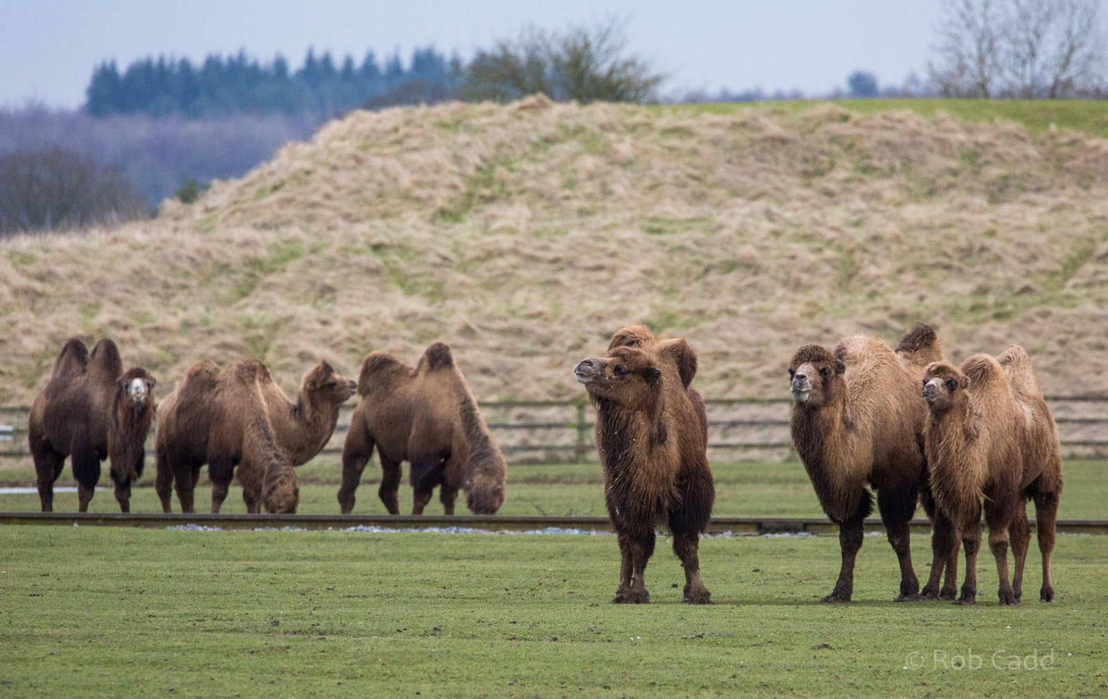 Bactrian camel : Whipsnade : 10 Mar 2018