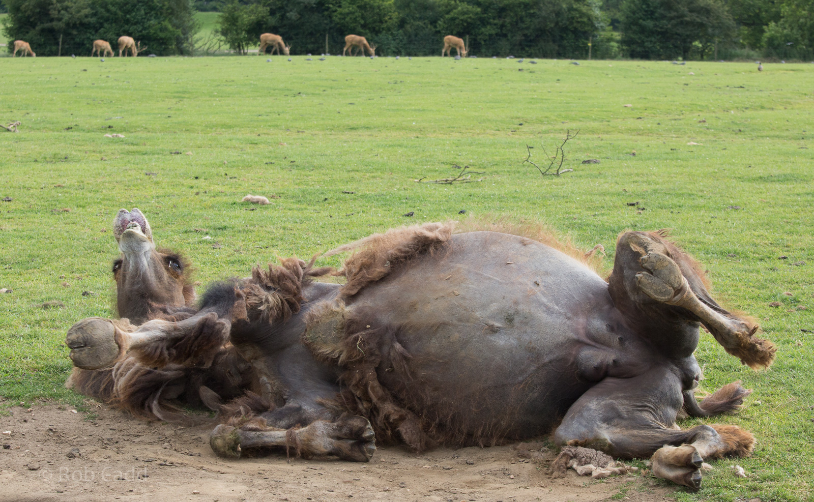 Bactrian camel : Whipsnade : 29 Jun 2014