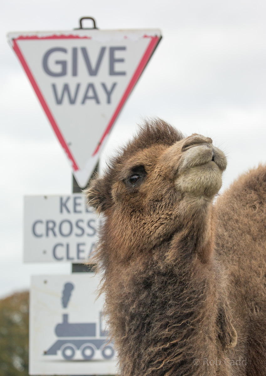 Bactrian camel : Whipsnade : 29 Oct 2017
