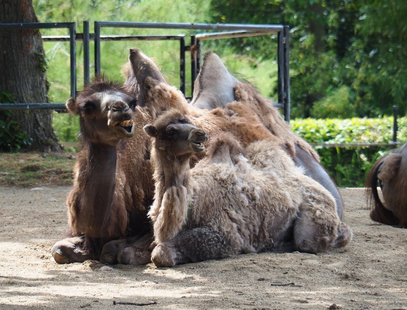 Bactrian camel with calf (Camelus bactrianus), 2020-06-12