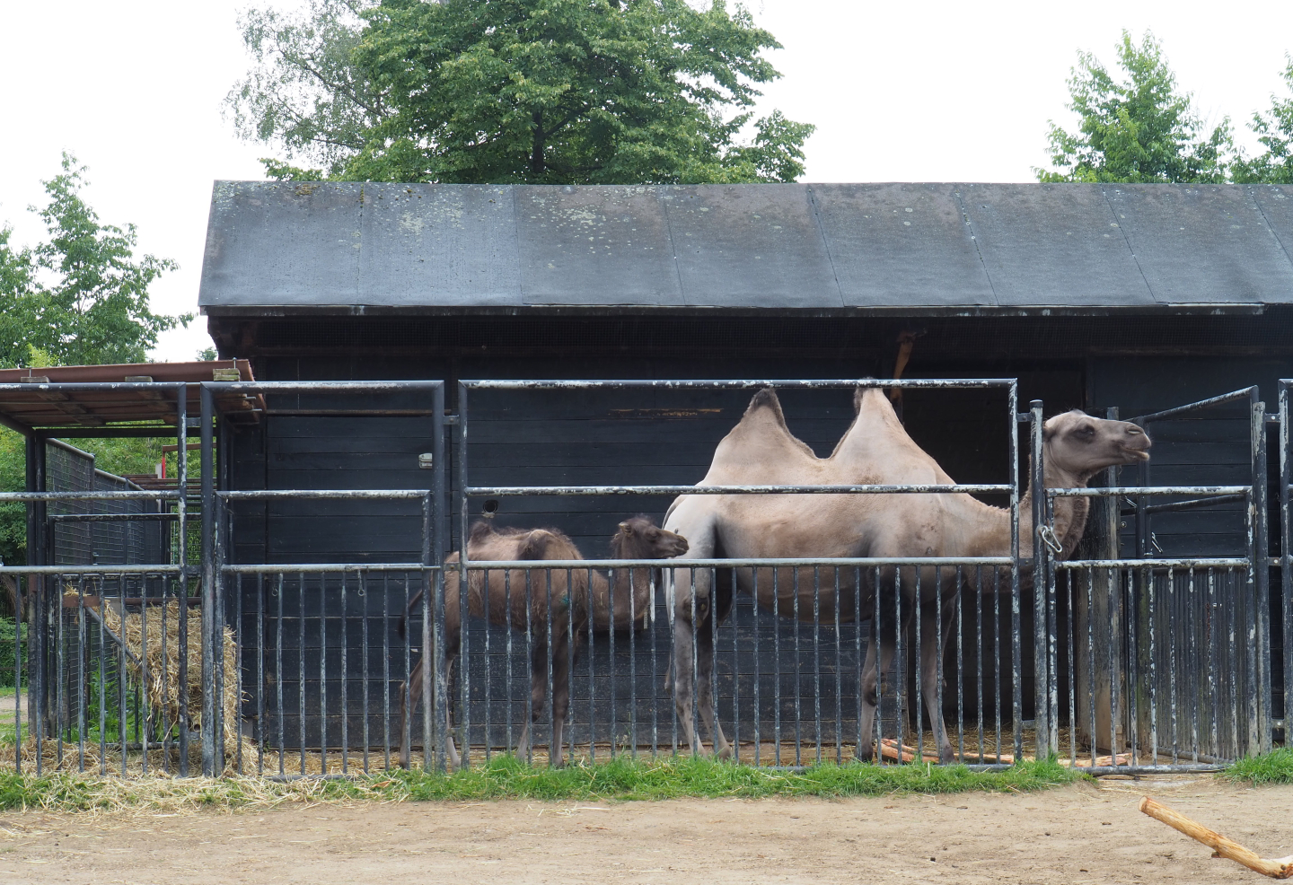 Bactrian camel with calf in separation paddock, 2020-07-14