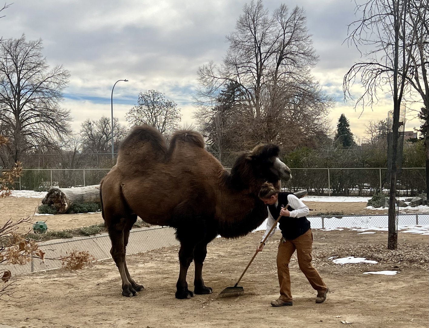 Bactrian Camel with Keeper