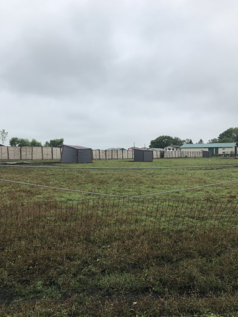 Bactrian Camel/Yak/Grant’s Zebra Exhibit