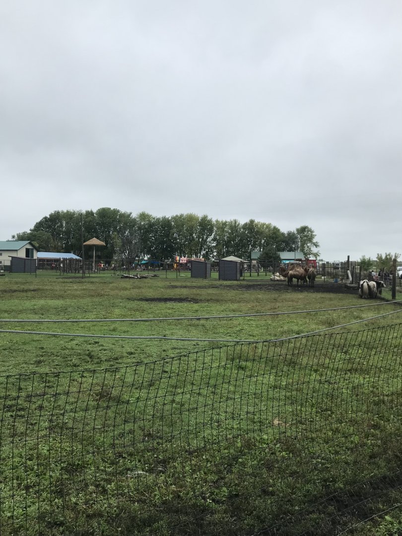 Bactrian Camel/Yak/Grant’s Zebra