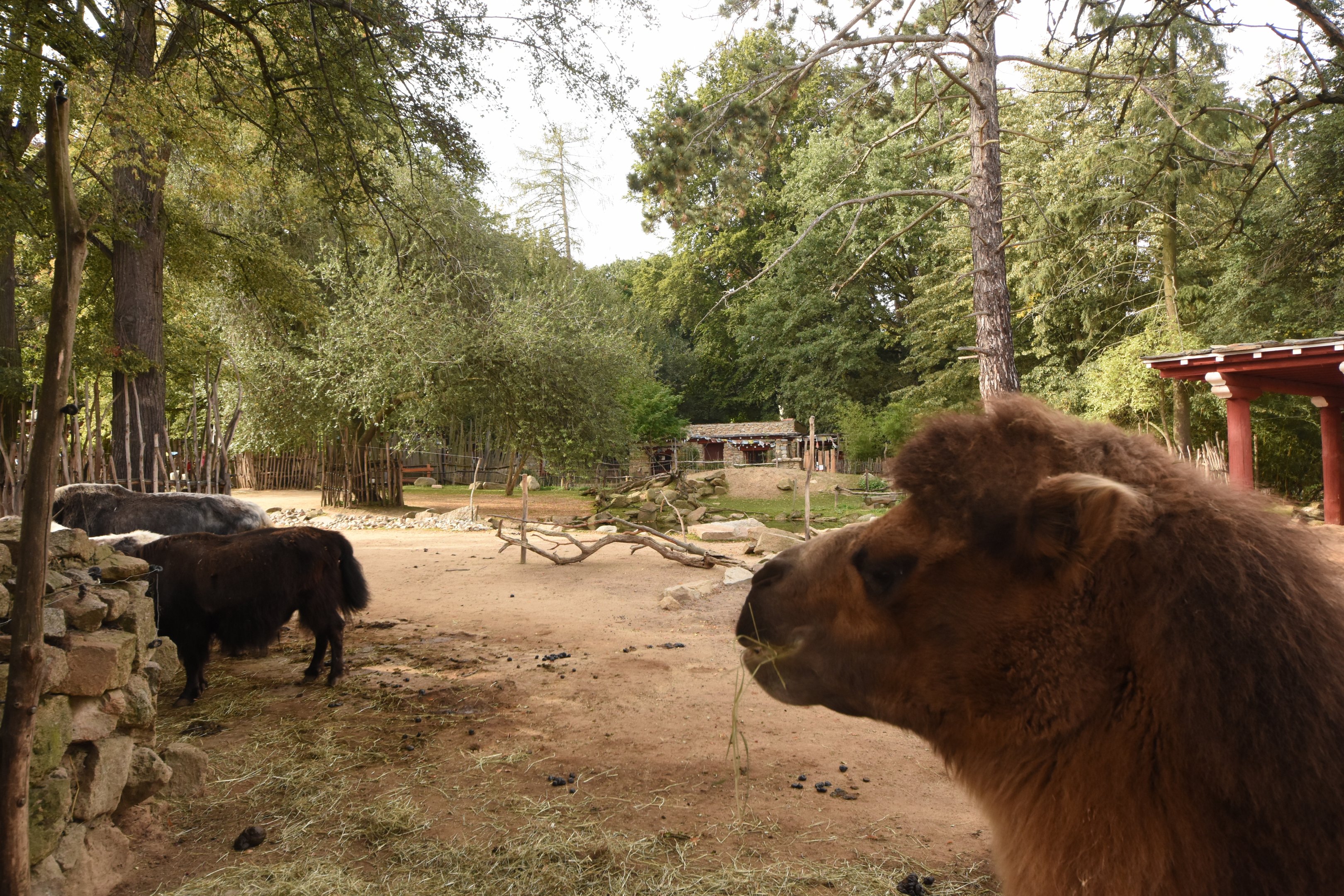 Bactrian camel, Yak & Kashmir goat enclosure
