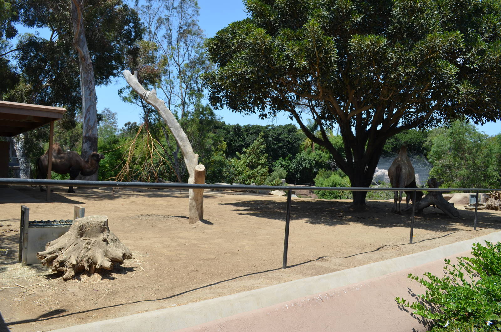 Bactrian Camel Yard