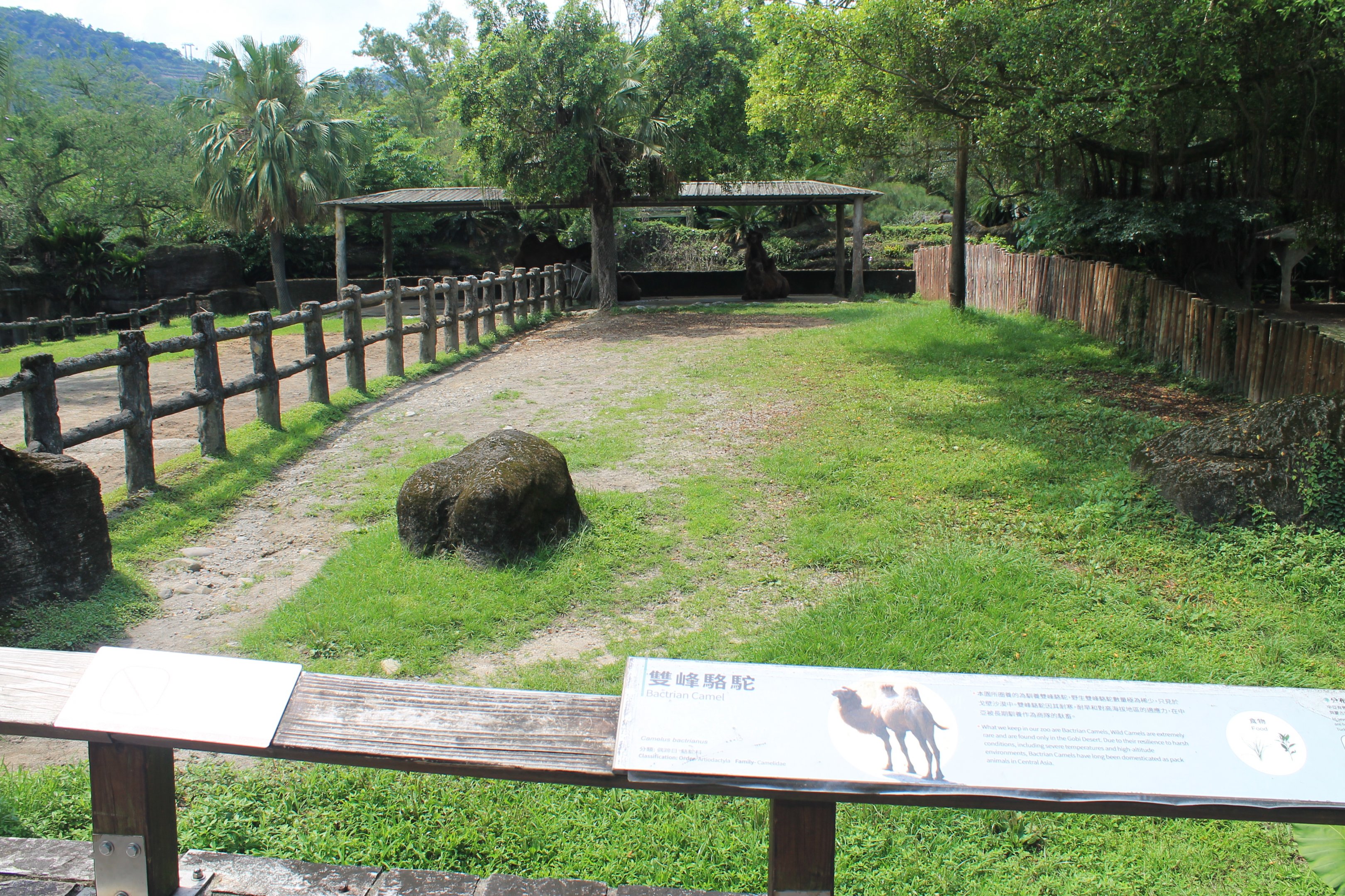 Bactrian Camel yard