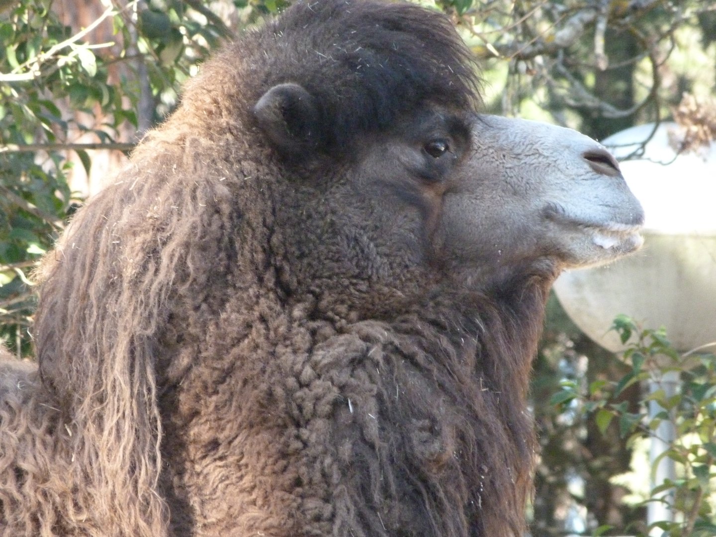 Bactrian camel -Zoo Aquarium de Madrid (2025)