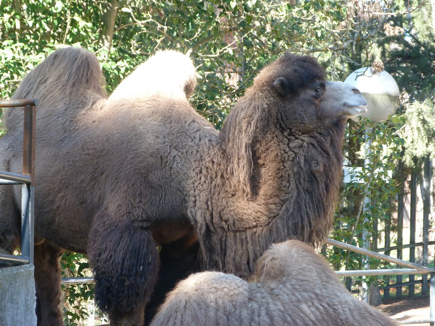 Bactrian camel -Zoo Aquarium de Madrid (2025)