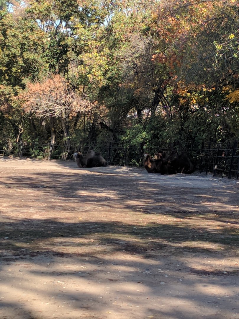Bactrian Camel Zoo Praha 2018