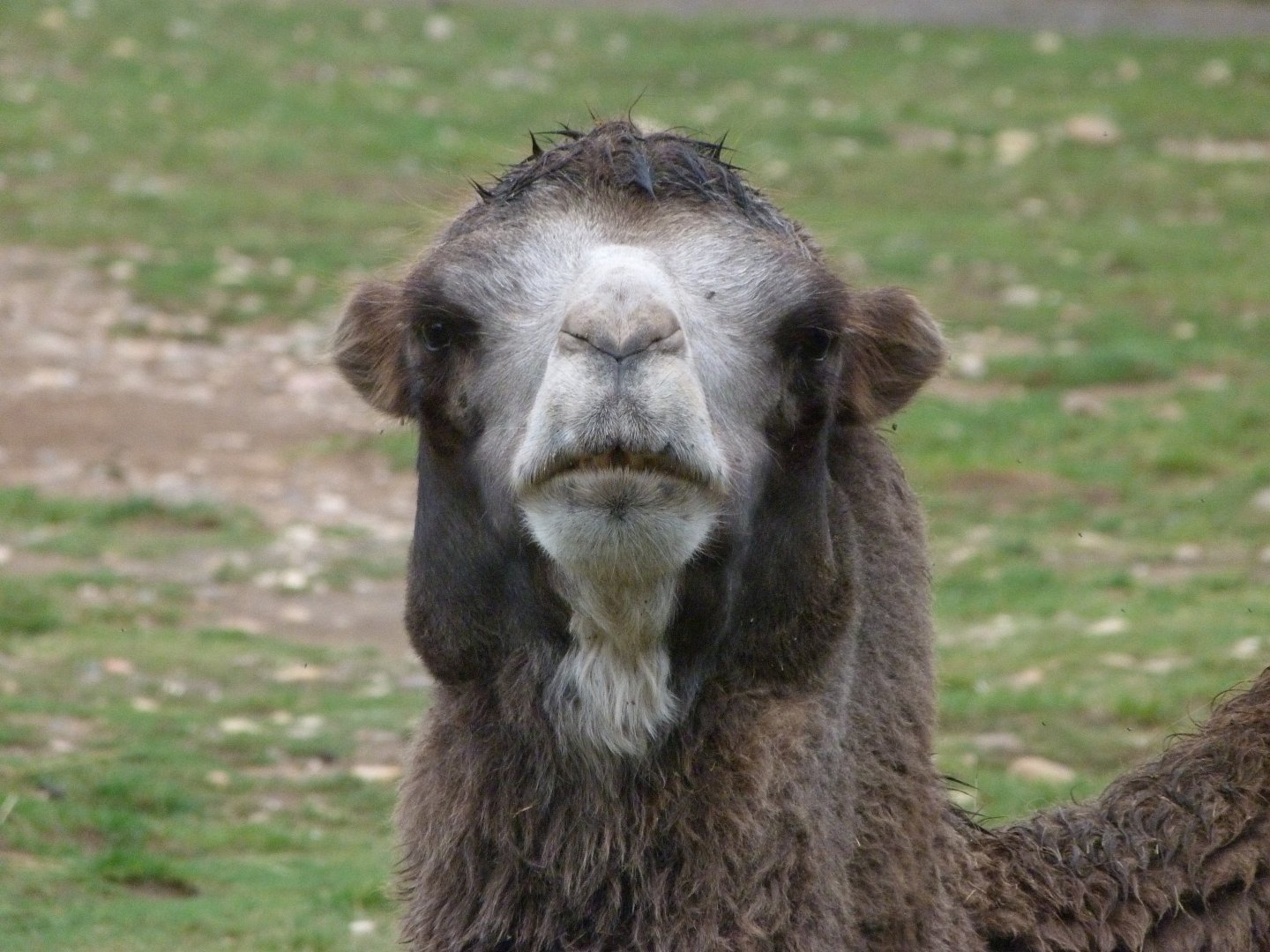 Bactrian camel -Zoo Praha (2025)