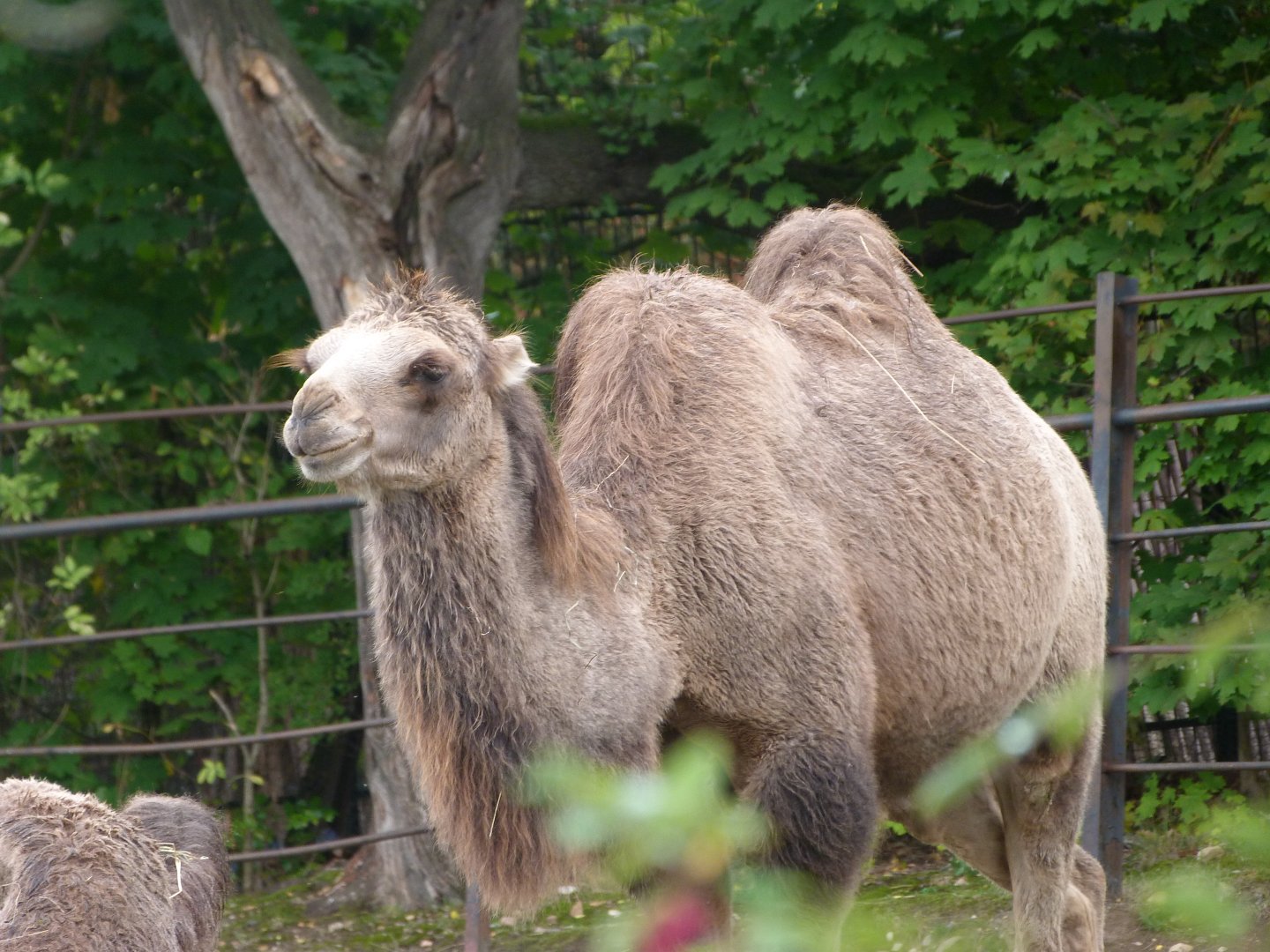 Bactrian camel -Zoo Praha (2025)
