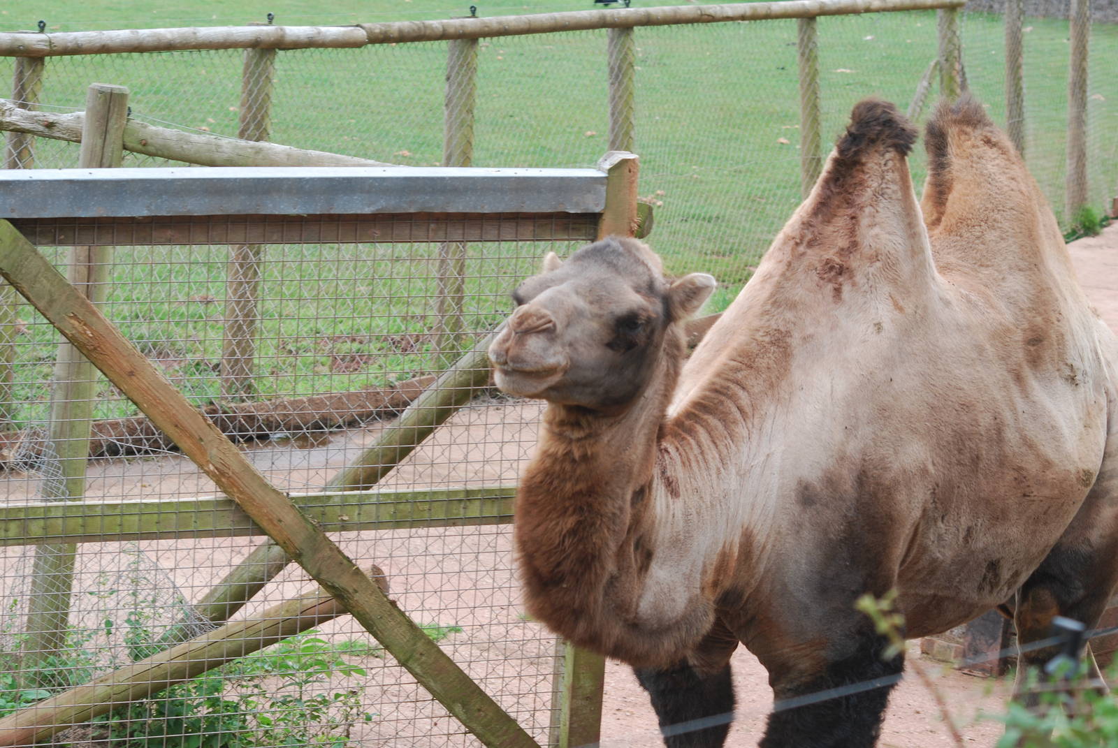Bactrian camel