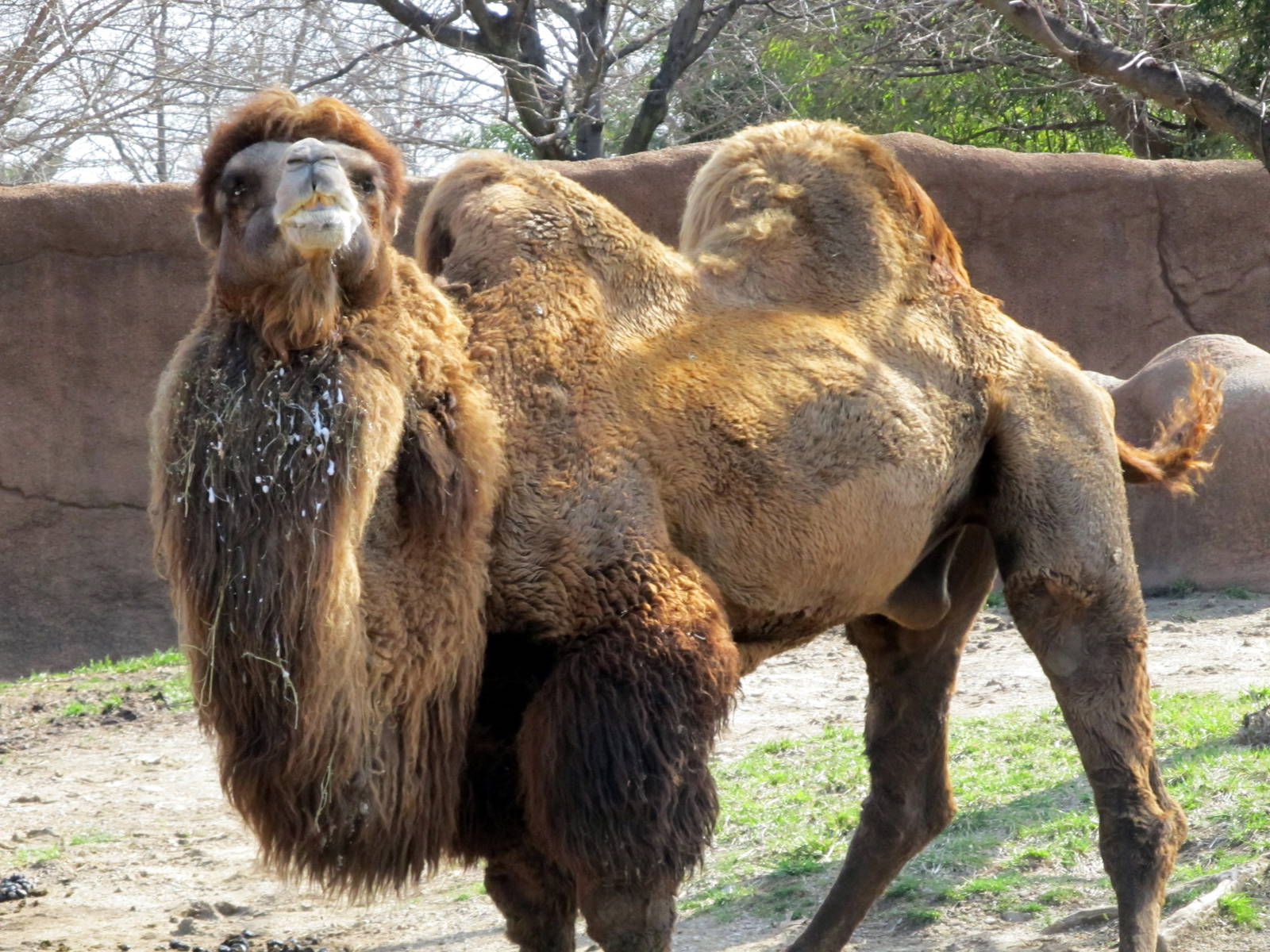 Bactrian Camel